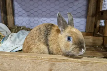 maison de retraite l hermitage lapin