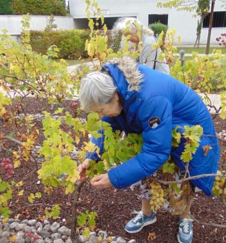 La Cheneraie vendanges