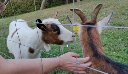 les jardins du lac animale