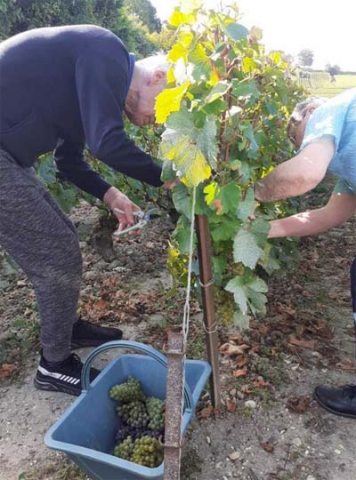 Montchenot vendanges