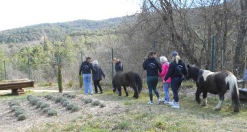 Les Lavandines equitherapie