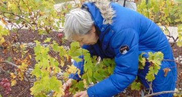 La Cheneraie vendanges