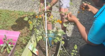 Montchenot tomates